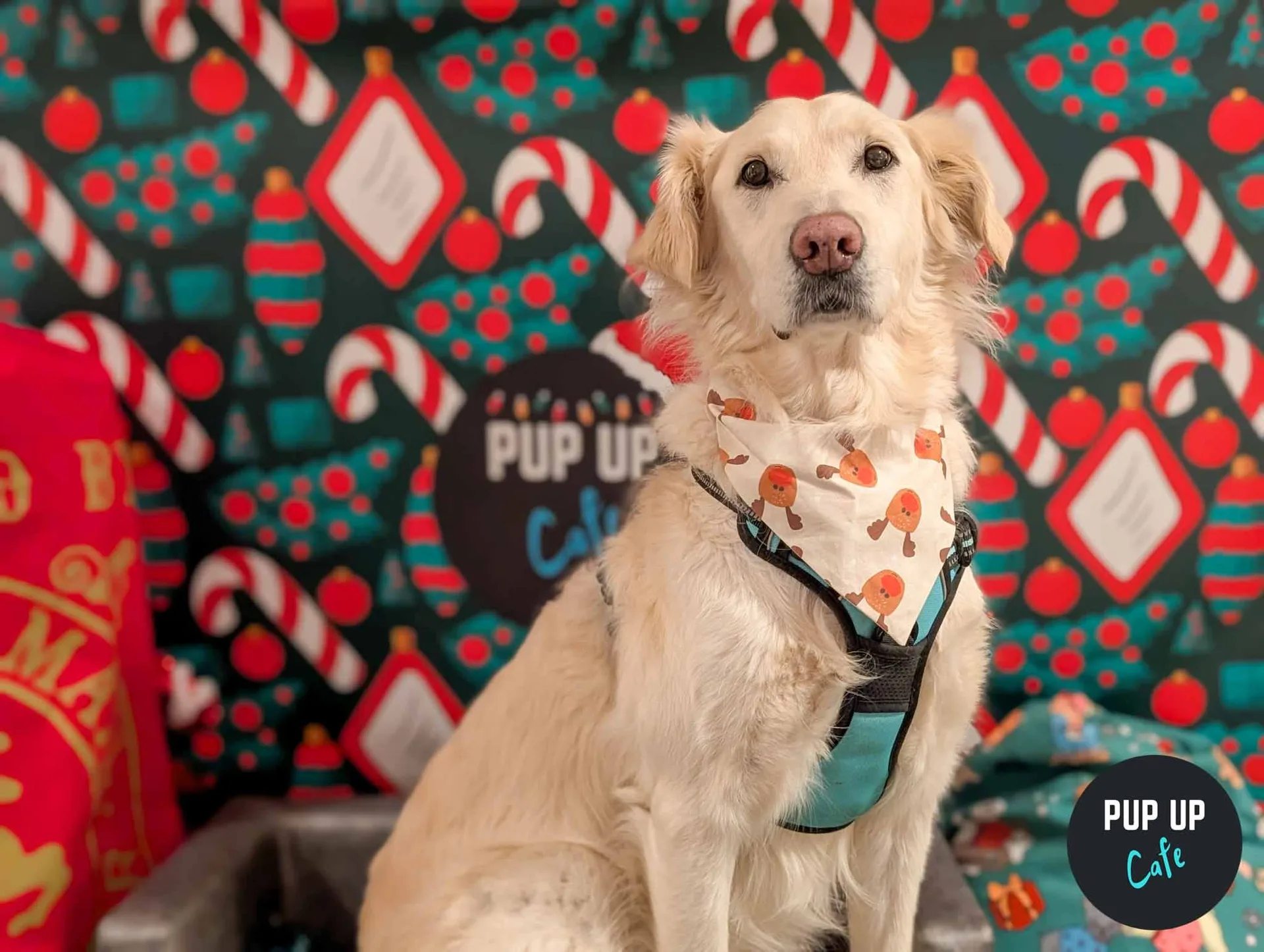 Manchester - Retrievers & Labs Christmas Tour 🎄 at Manahatta Deansgate