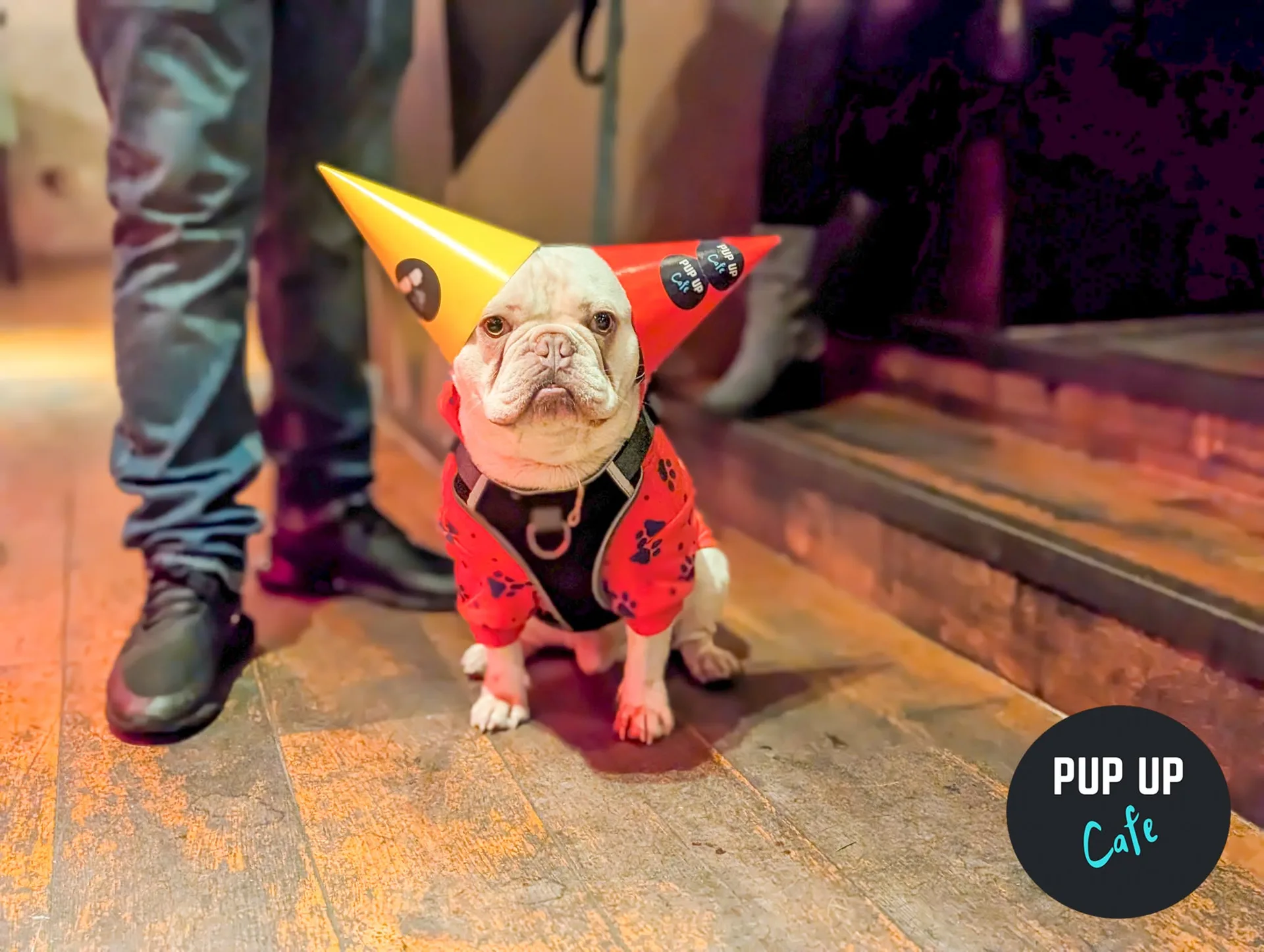 Manchester – Pint Sized Pooches Christmas Tour 🎄 at Manahatta Deansgate