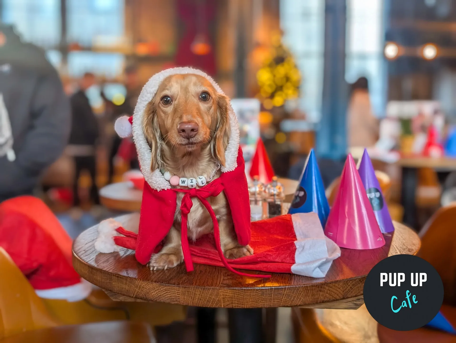 Newcastle - Dashing Dachshund Christmas Tour 🎄 at Revolution Revolution Newcastle Upon Tyne