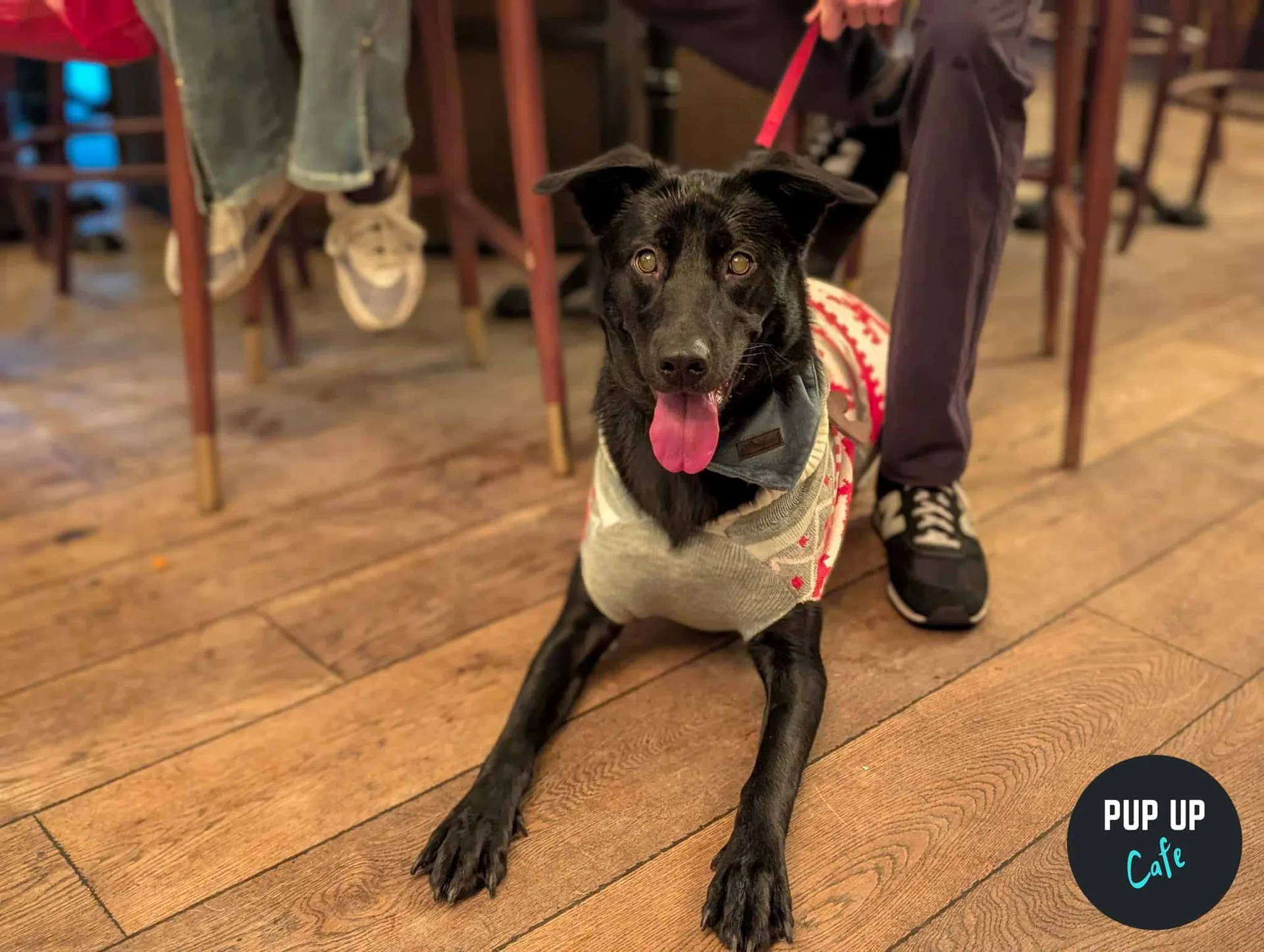 Newcastle - King Sized Canines Christmas Tour🎄
