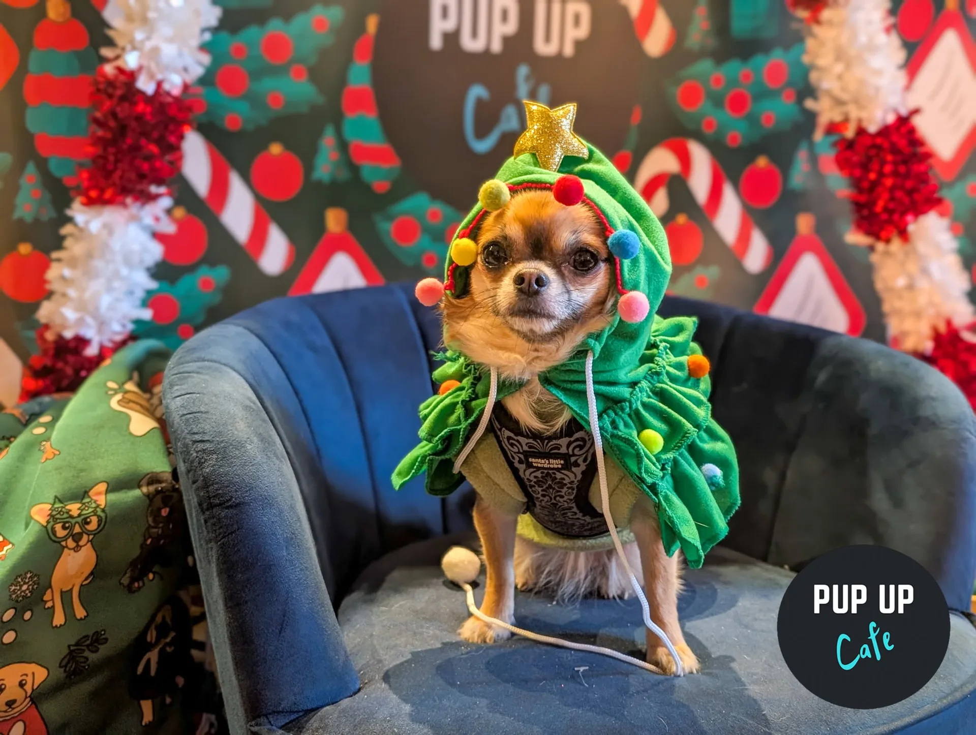 Sheffield – Pint Sized Pooches Christmas Tour 🎄 at The Head of Steam Sheffield