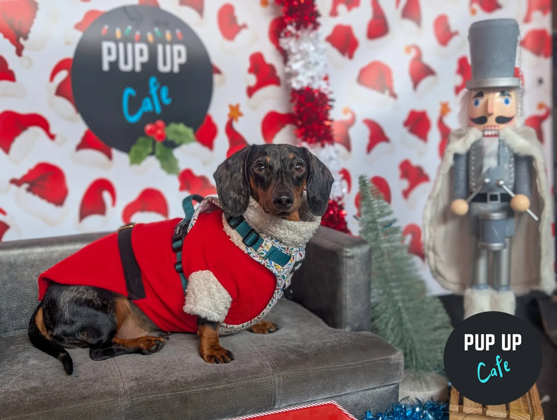 Sheffield - Dashing Dachshund Christmas Tour 🎄 at The Head of Steam Sheffield