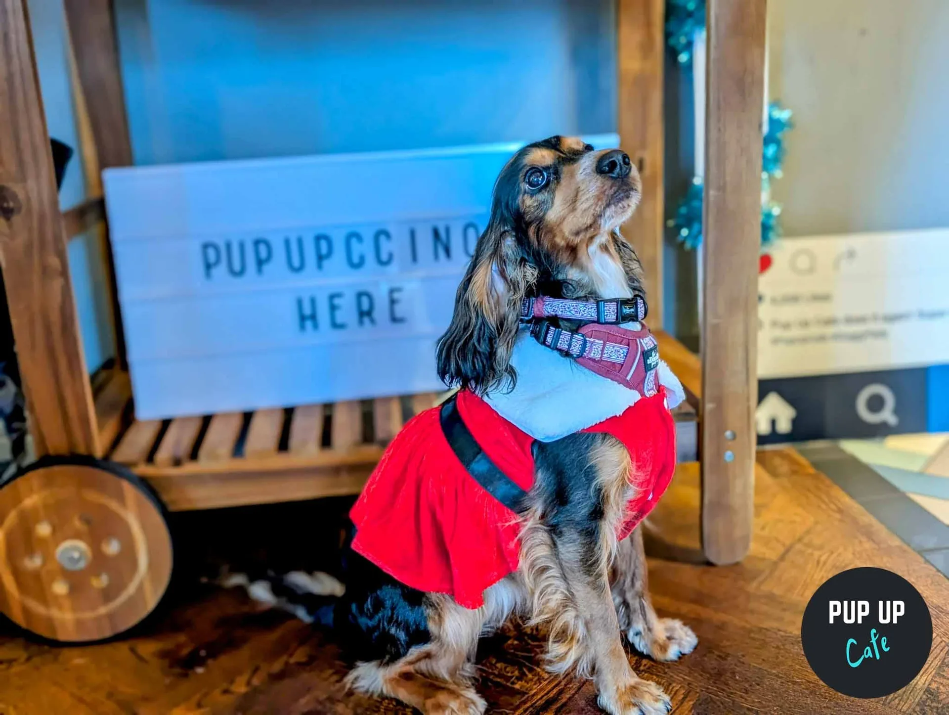 Sheffield - Spaniel Christmas Tour 🎄 at The Head of Steam Sheffield