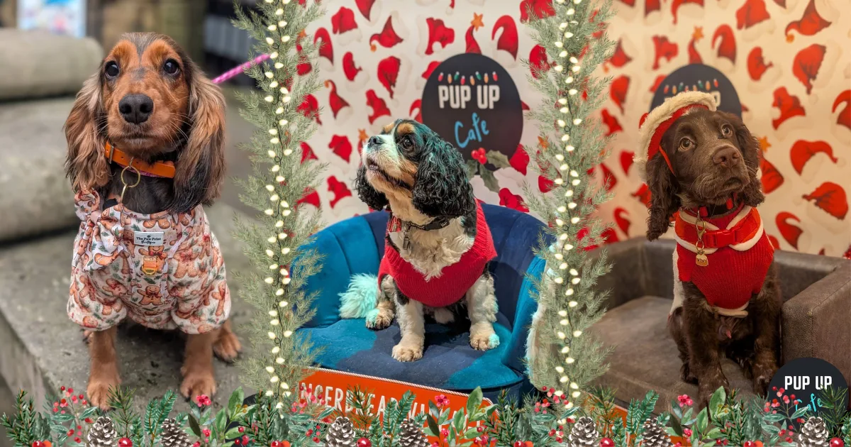 Newcastle - Spaniel Christmas Tour 🎄 at Revolution Revolution Newcastle Upon Tyne