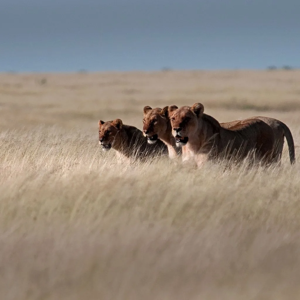 Wildlife of the World Photography Exhibition at Bedford House (New)