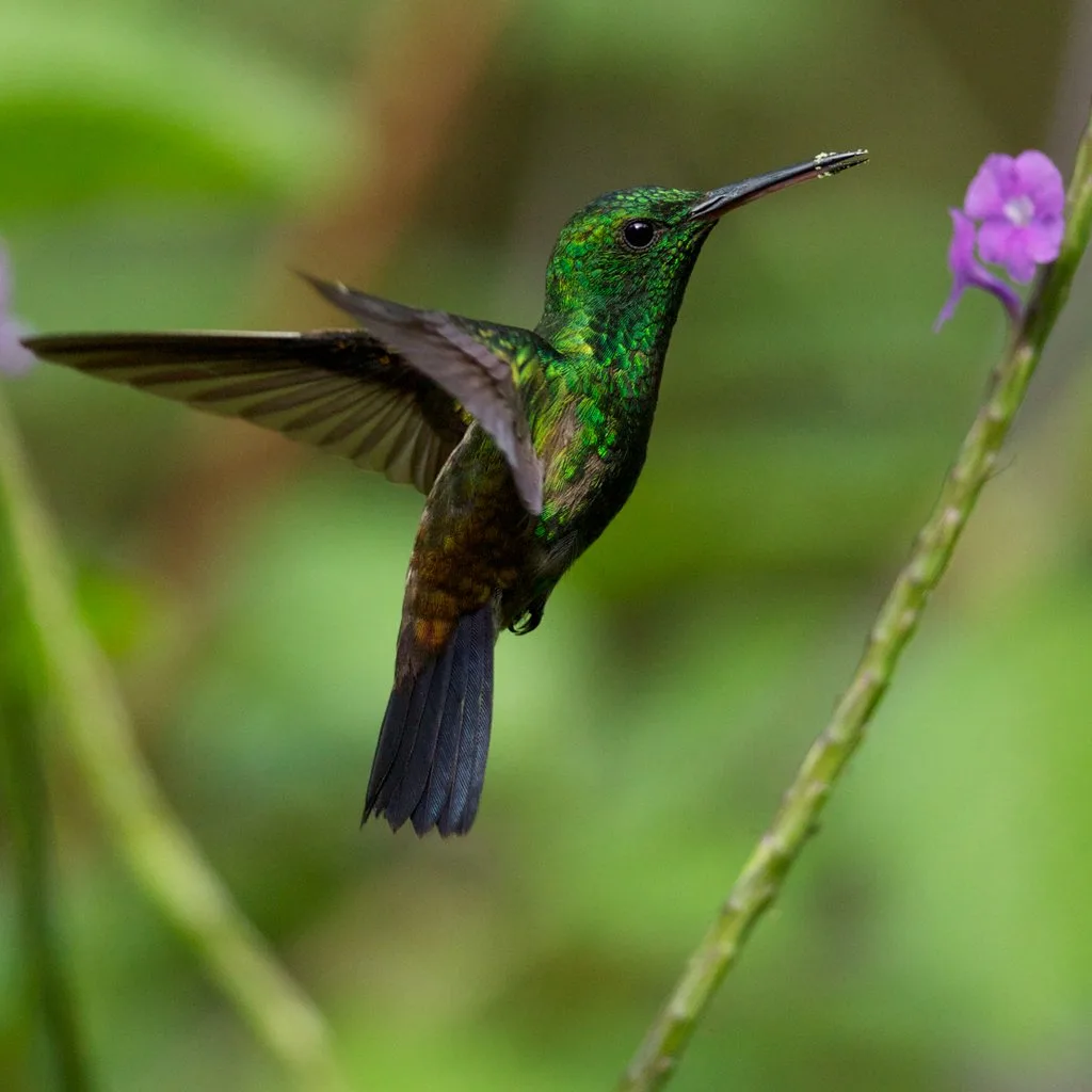 Wildlife of the World Photography Exhibition at The Pavilion,