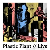 Plastic Plant at Night And Day Cafe