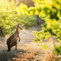 World of Wine: Explore Australia and New Zealand!