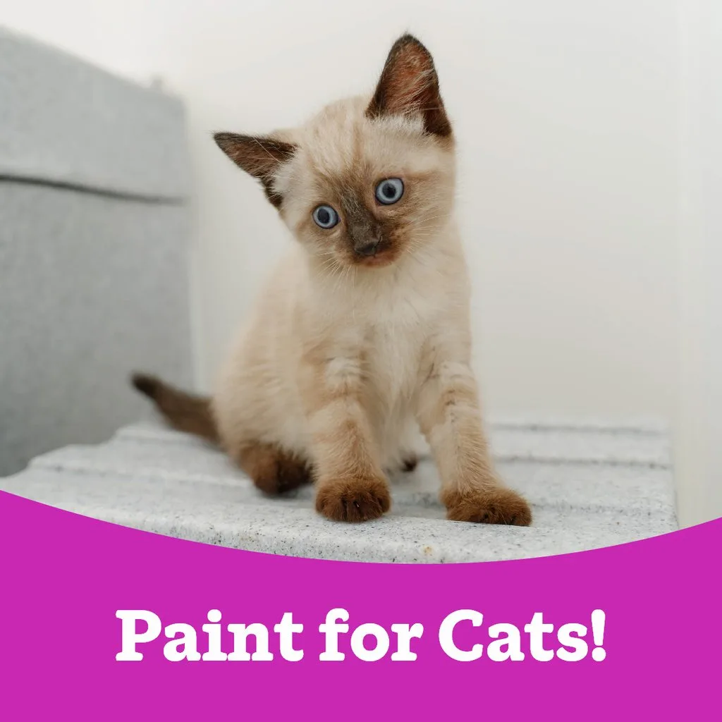 Paint for Cats! Painting workshop at Norwich High School For Girls