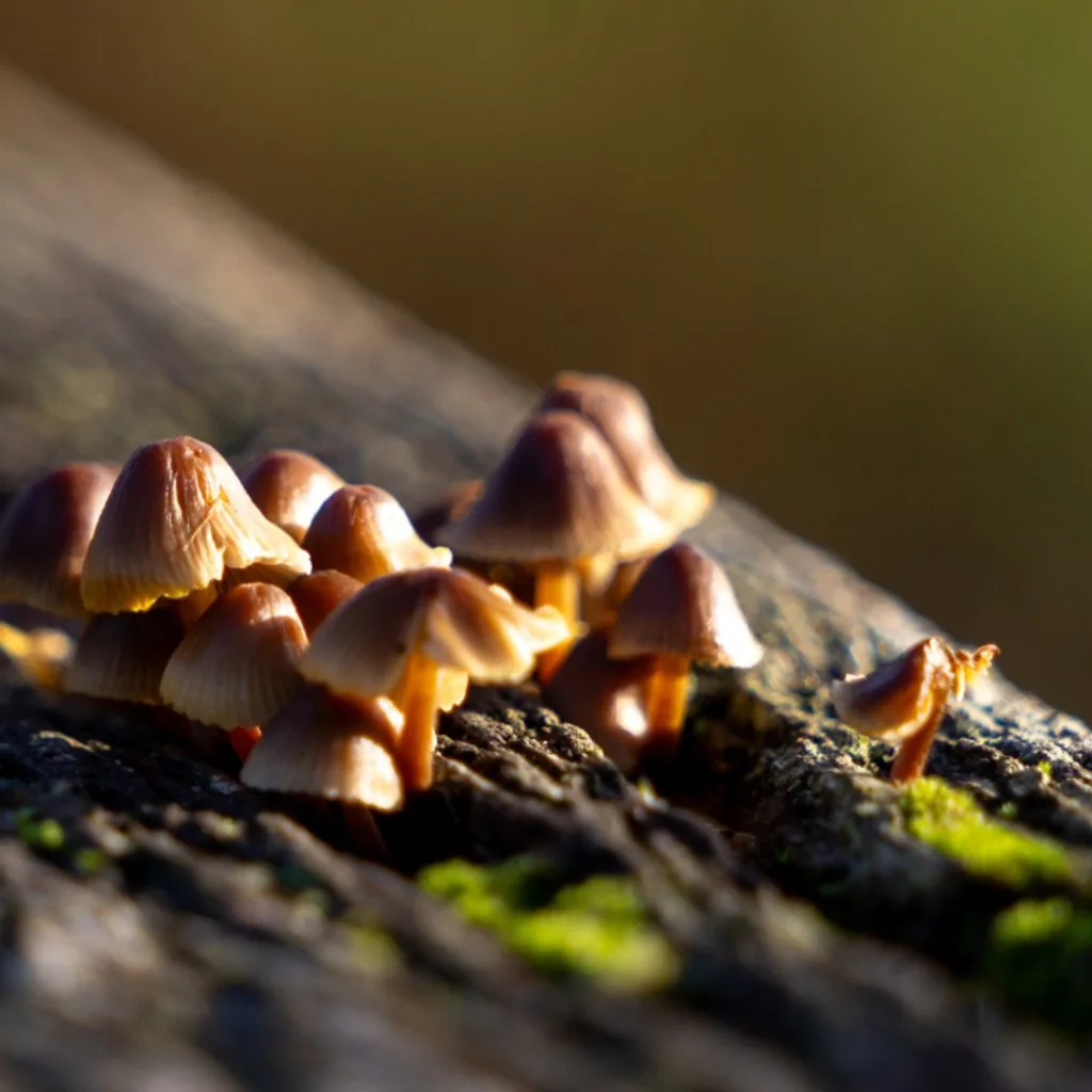 Autumn Adventures at WWT London Wetland Centre
