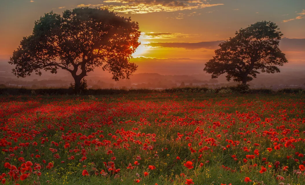 Remembrance Sunday 2026