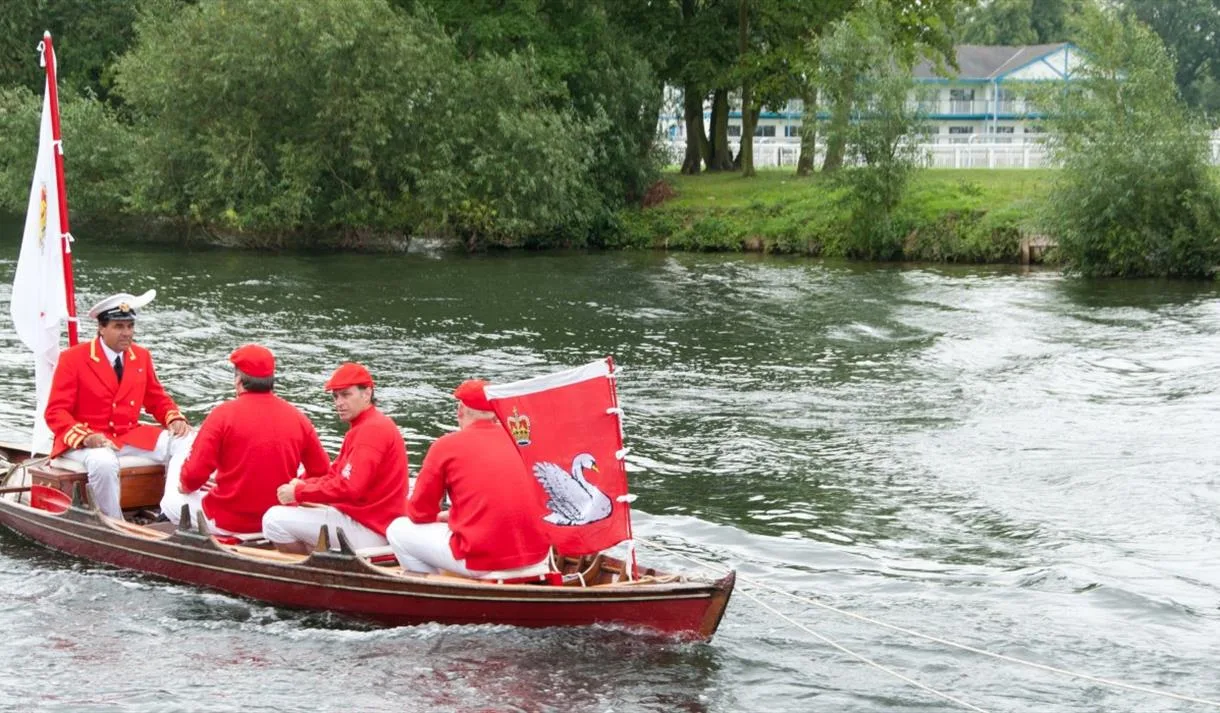 Royal Swan Upping
