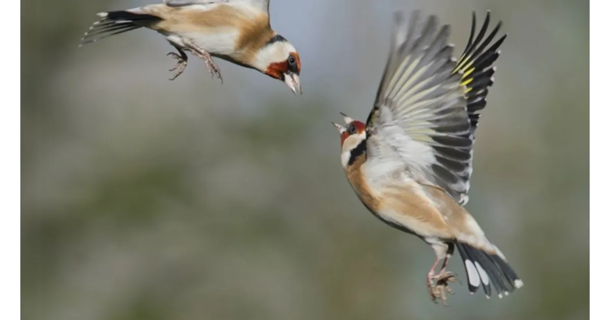 Wintering Animals