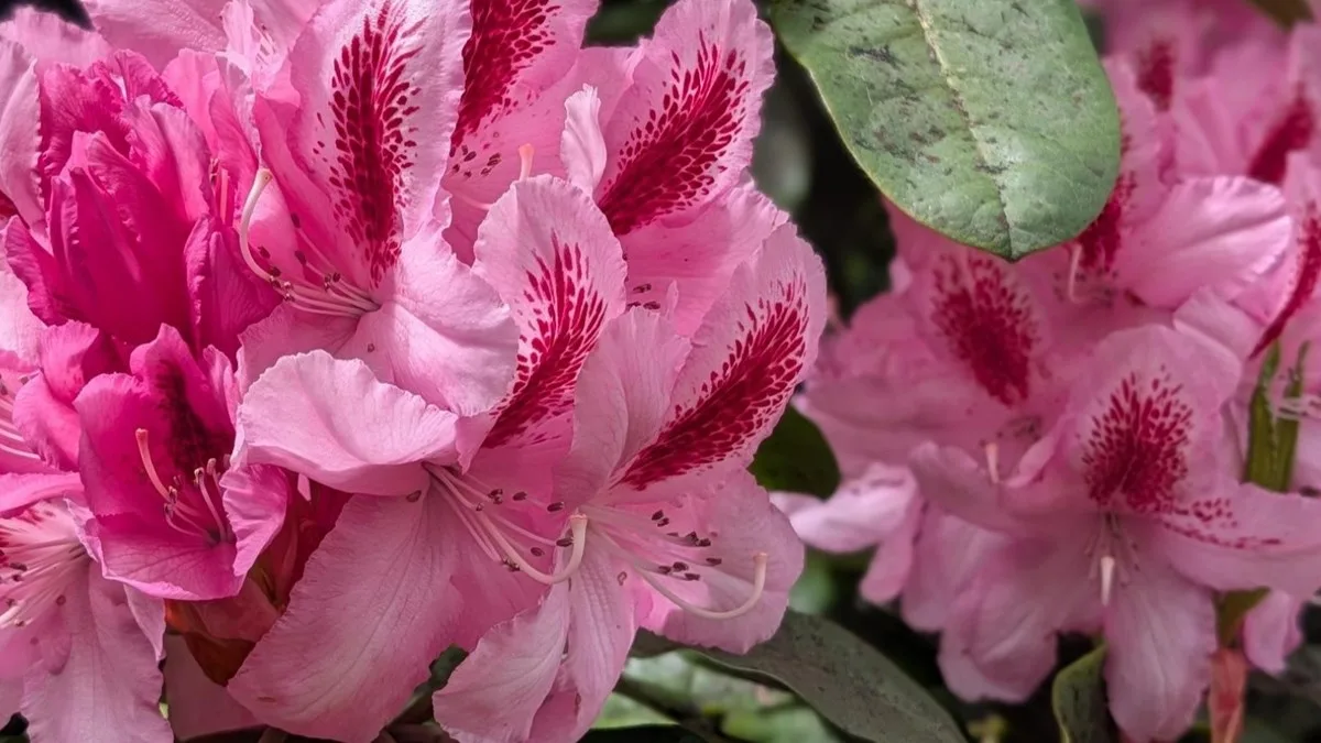 The Scottish Museum of Empire, Slavery, Colonialism and Migration: Glasgow Botanic Gardens - Colonial Histories Walking Tour at Glasgow Botanic Gardens