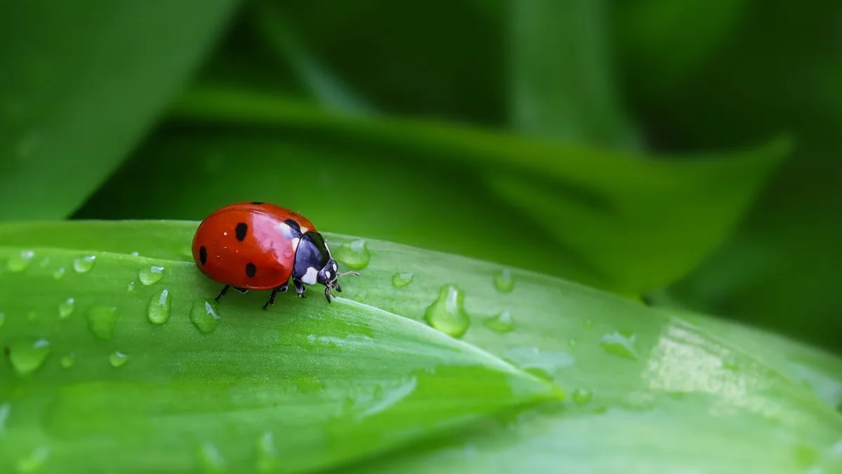 Bioblitz / Citizen Science at The Burrell Collection