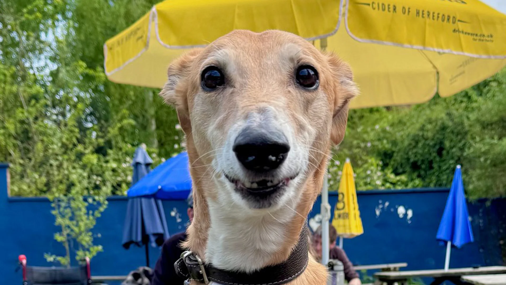 York Greyhound and Lurcher Walk at The Fulford Arms