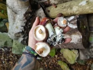 Celebrating Fungi: A morning foray through the forest at Happy River Ltd