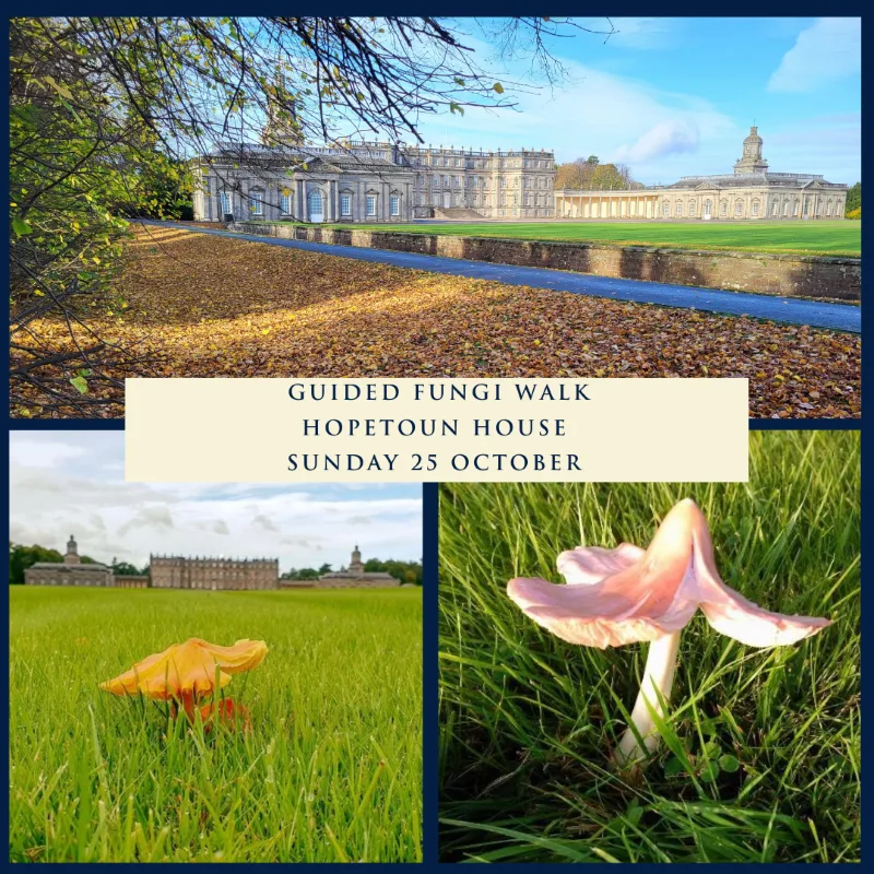 Guided Fungi Walk at Hopetoun House