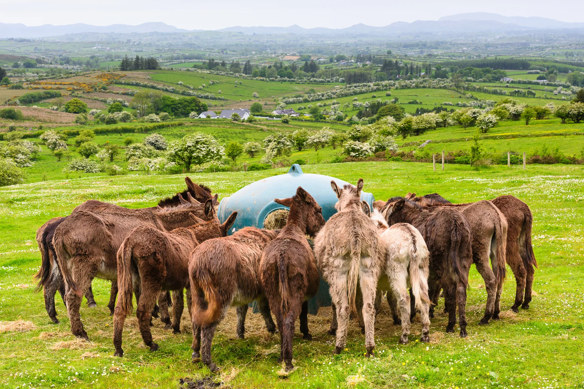 Sathya Sai Sanctuary Donkey Visits