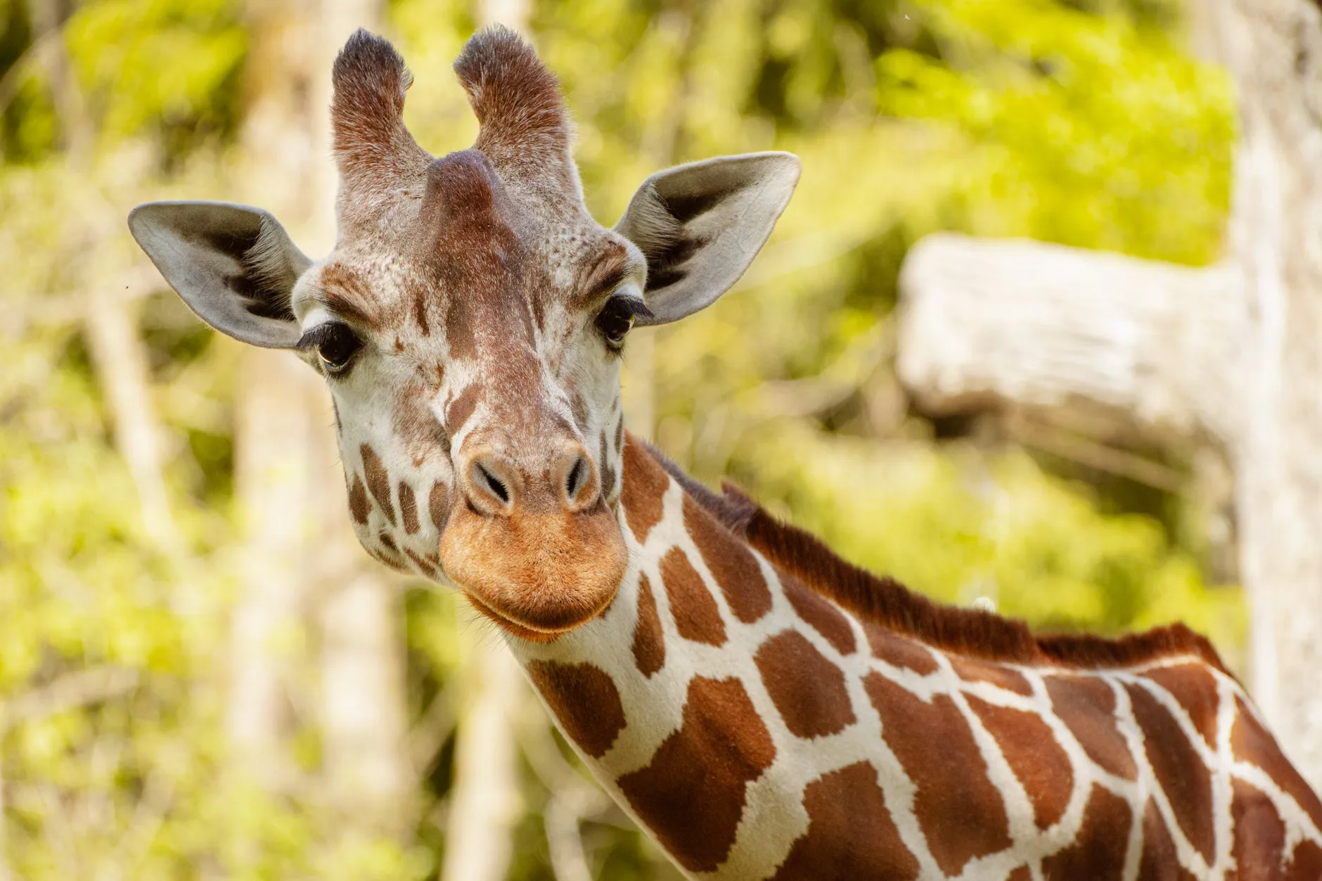 New walking group at Marwell Zoo