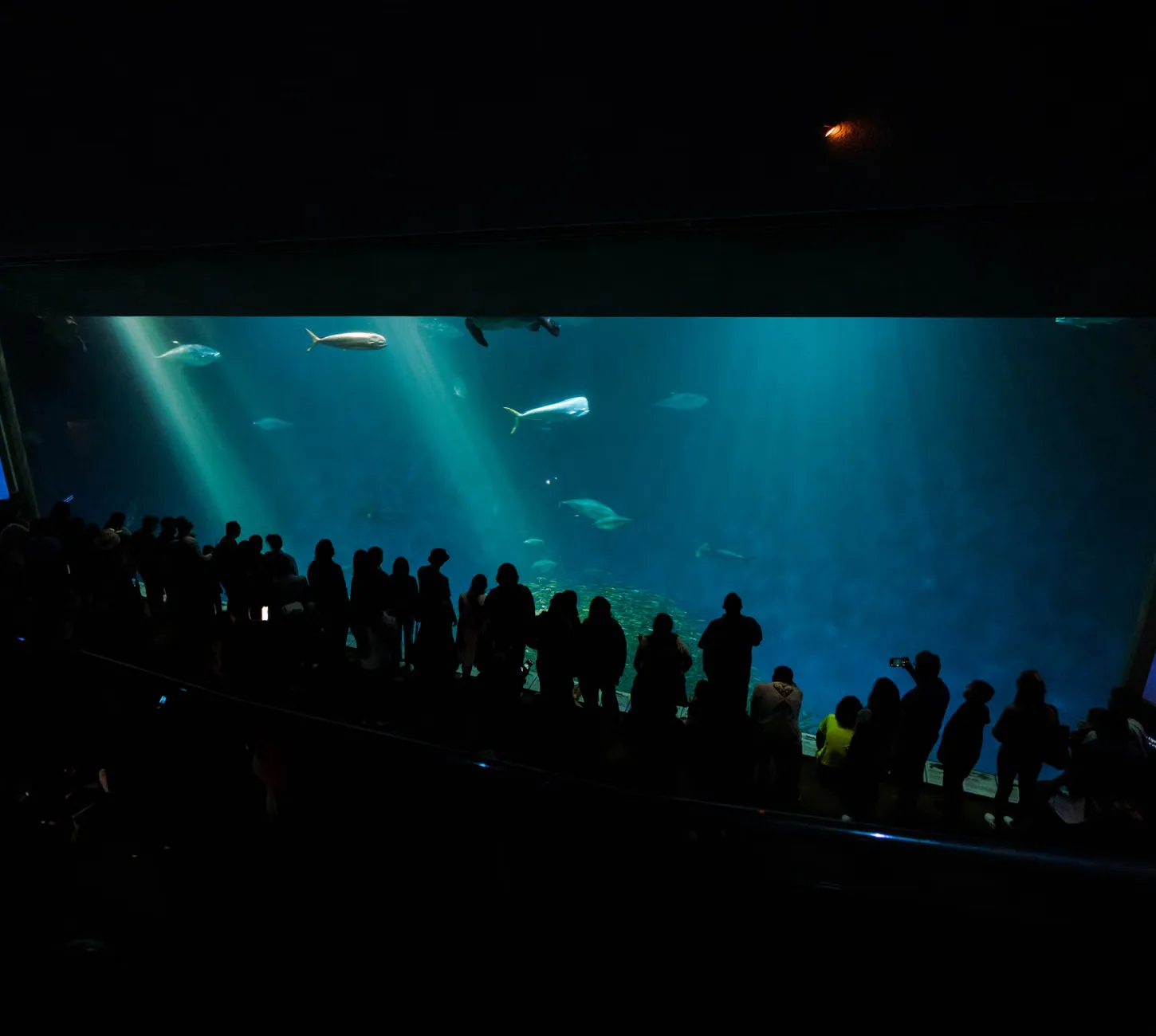 Sea Life Manchester - Standard Entry at SEA LIFE Manchester