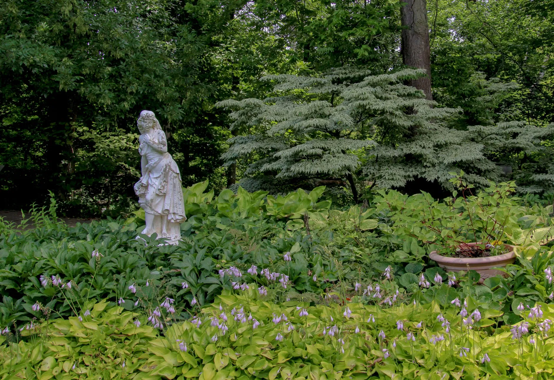 Japanese Garden Tours at Kingston Lacy
