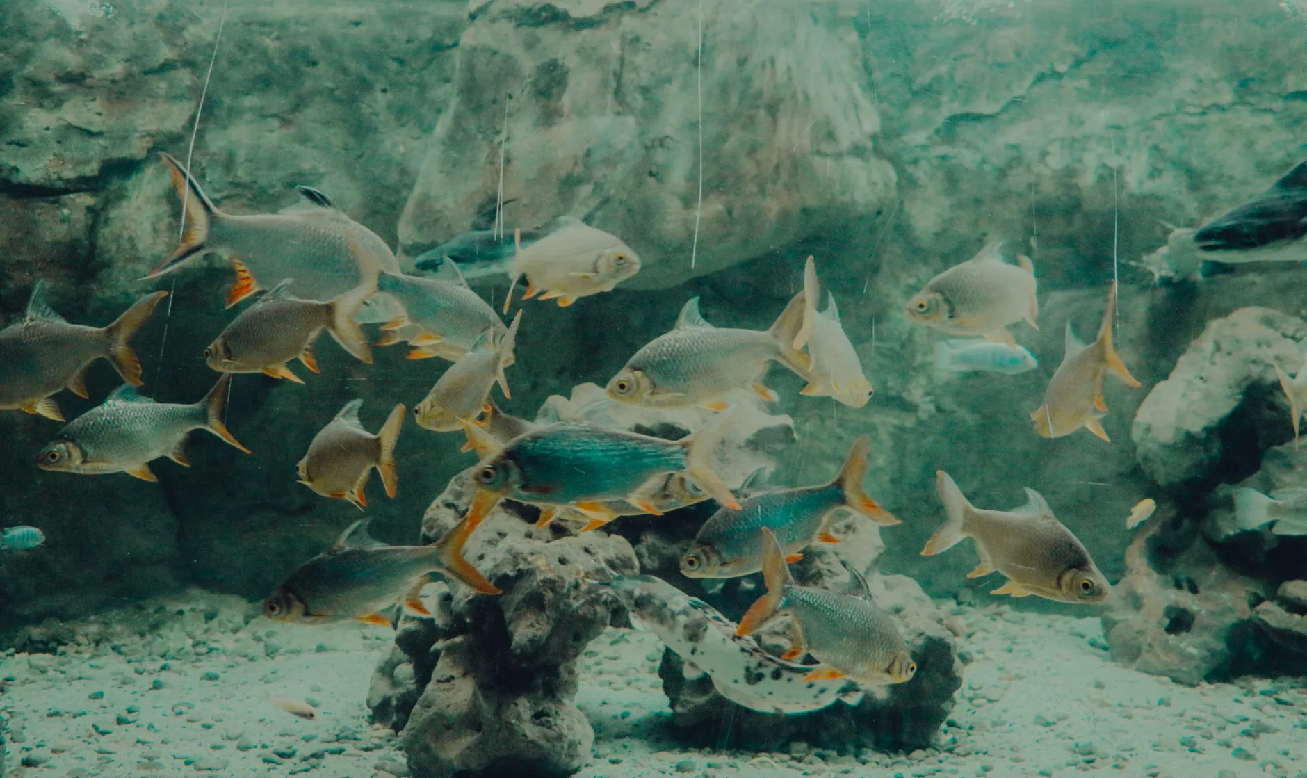 Sea Life Birmingham + Legoland Discovery Centre Birmingham at Sea Life