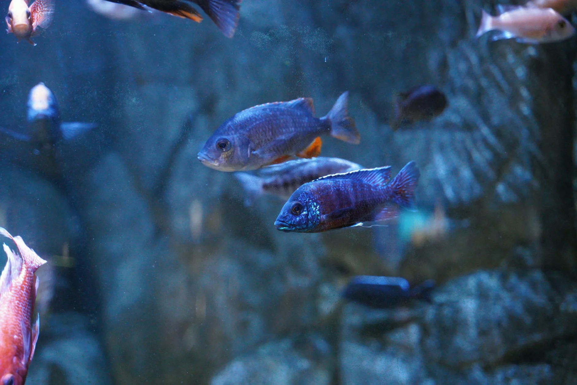Sea Life Manchester - Standard Entry