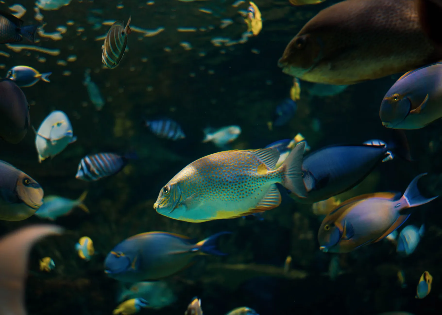Sea Life Blackpool - Standard Entry at SEA LIFE Blackpool