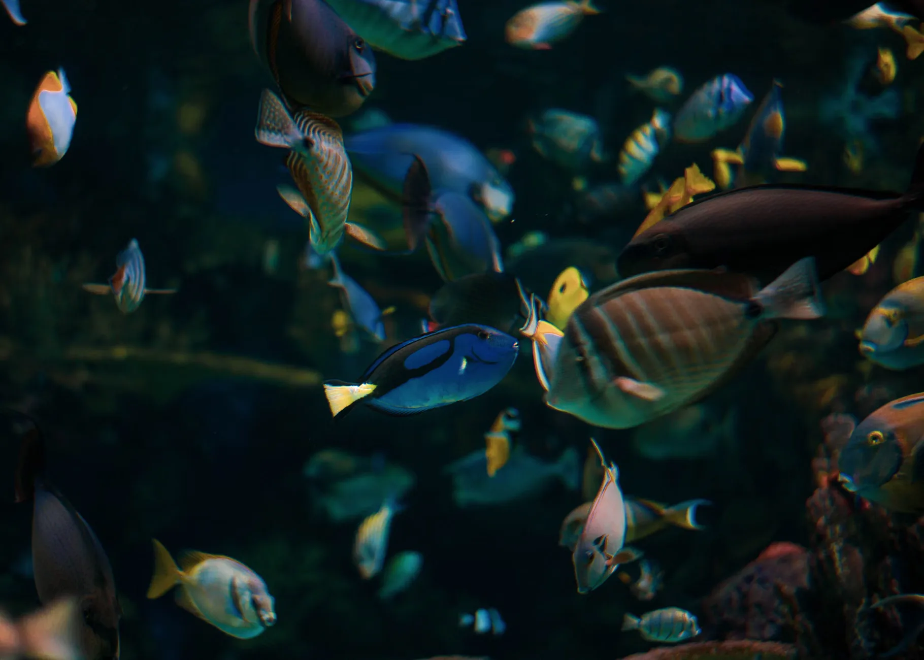 Sea Life Brighton - Standard Admission at SEA LIFE Brighton