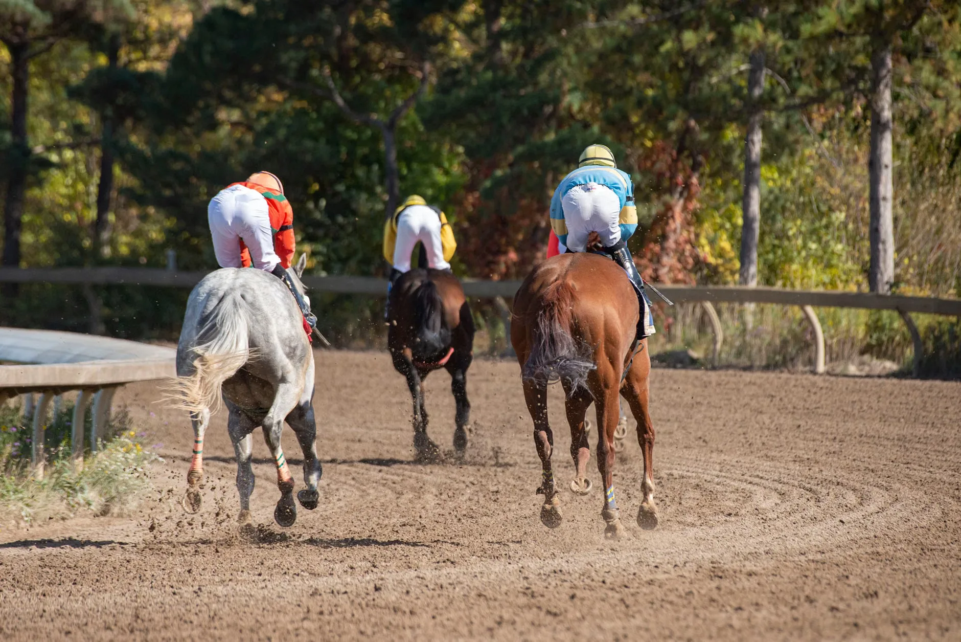 Autumn Afternoon Racing - Great Yarmouth Racecourse at Great Yarmouth Racecourse