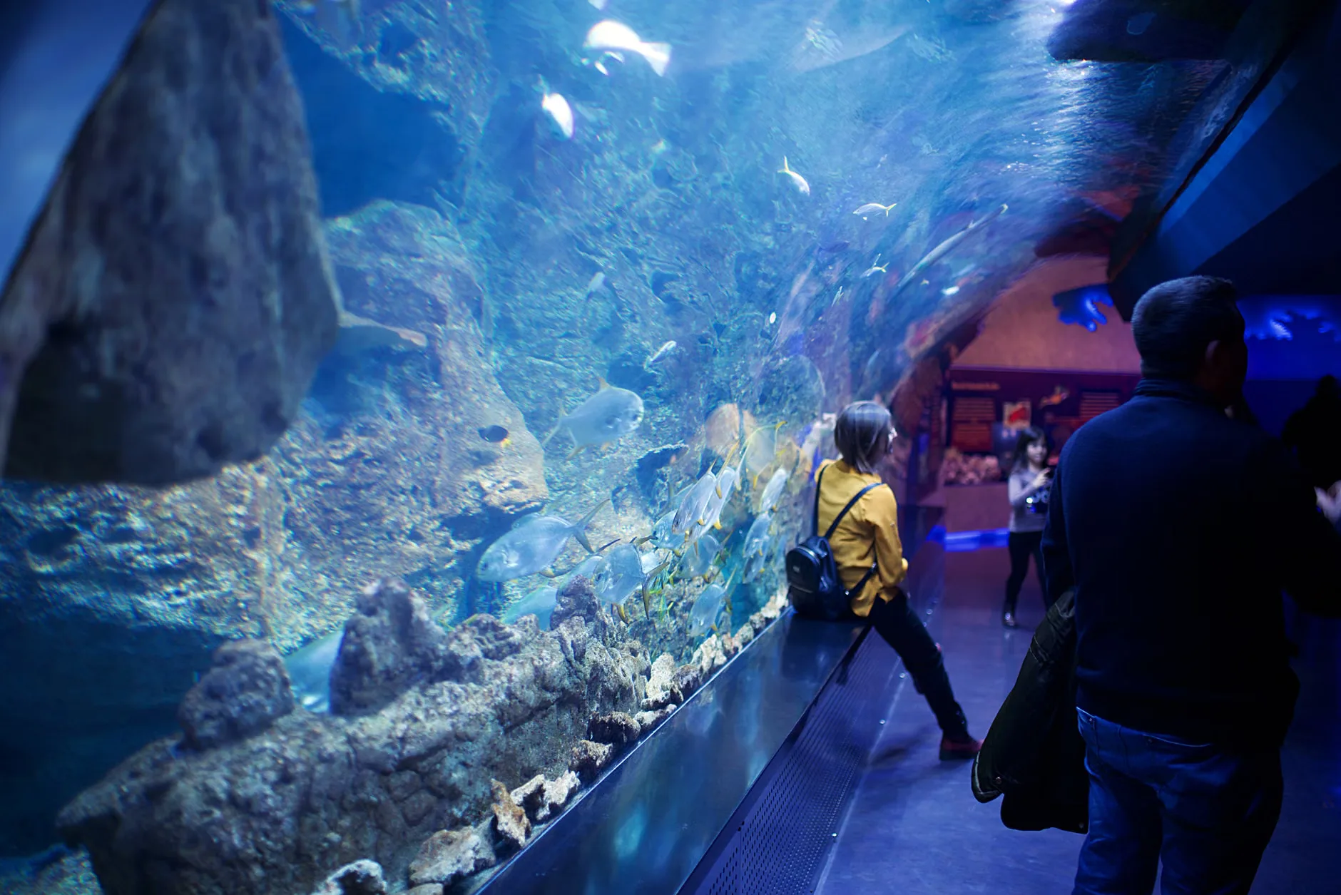 Sea Life Birmingham - Standard Entry at National SEA LIFE Centre Birmingham