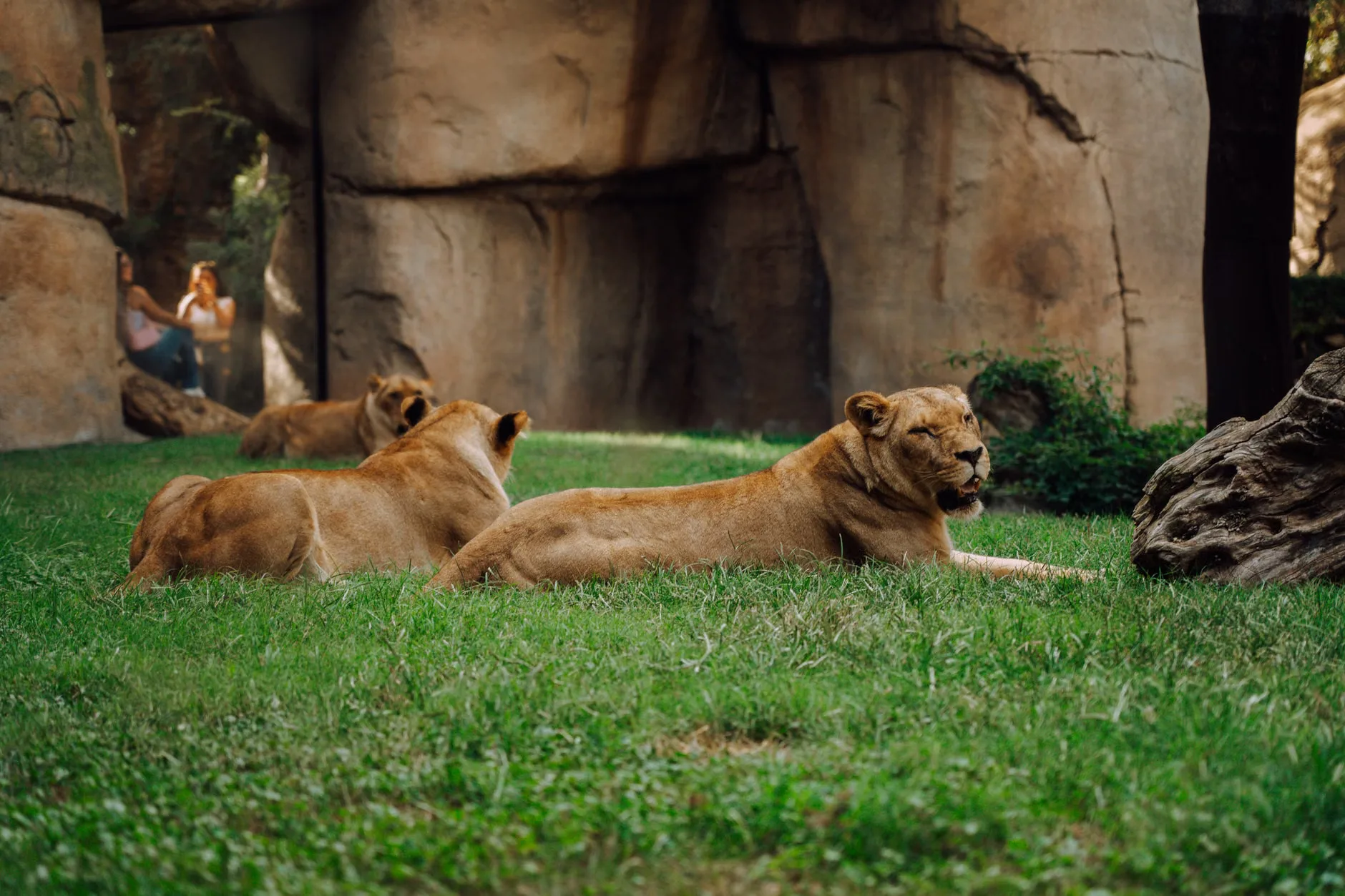 Gordon Buchanan: Lions and Tigers and Bears at The Coro
