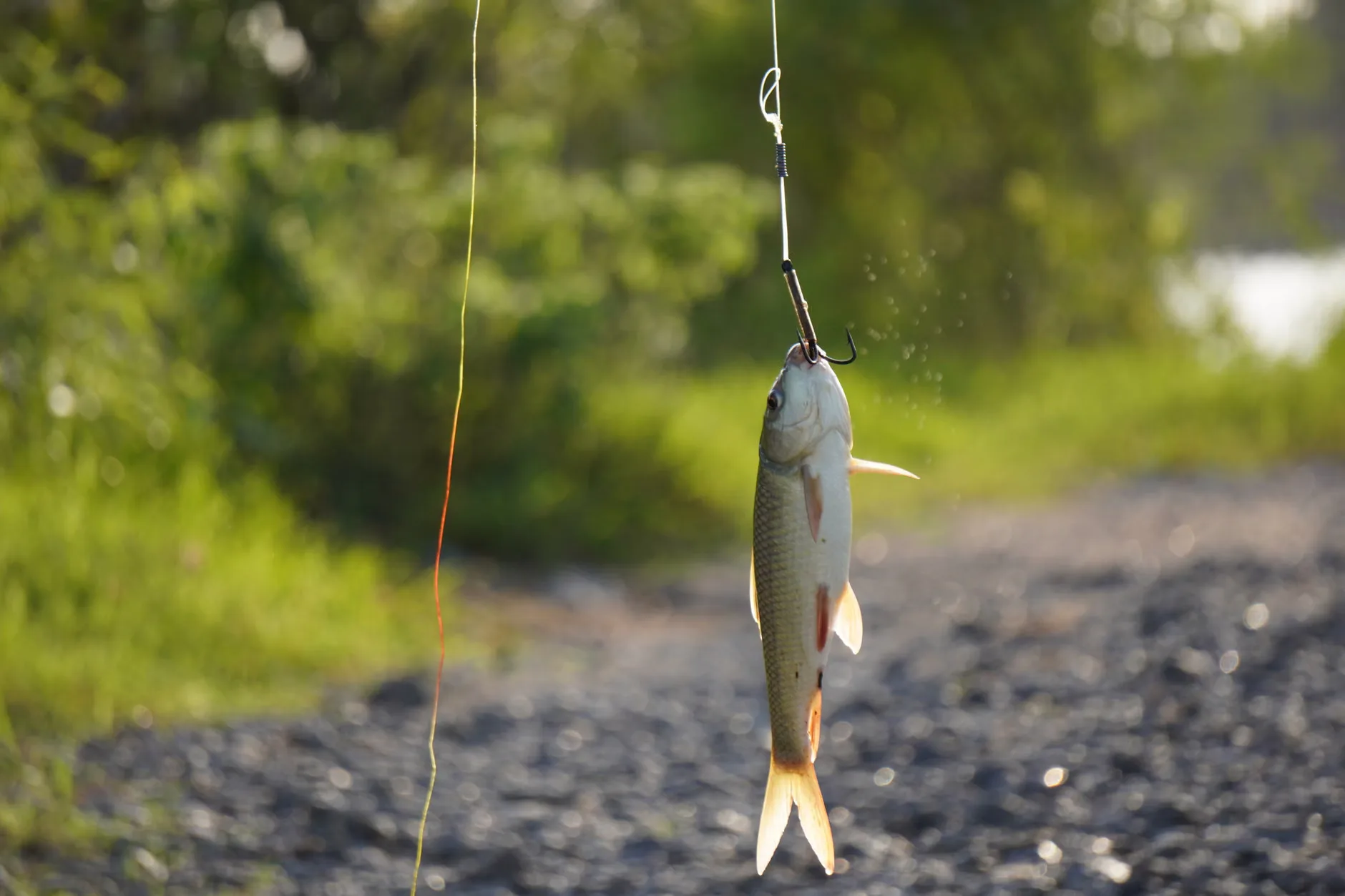 Fishing As A Family at Hall's Pool, Milton Country Park