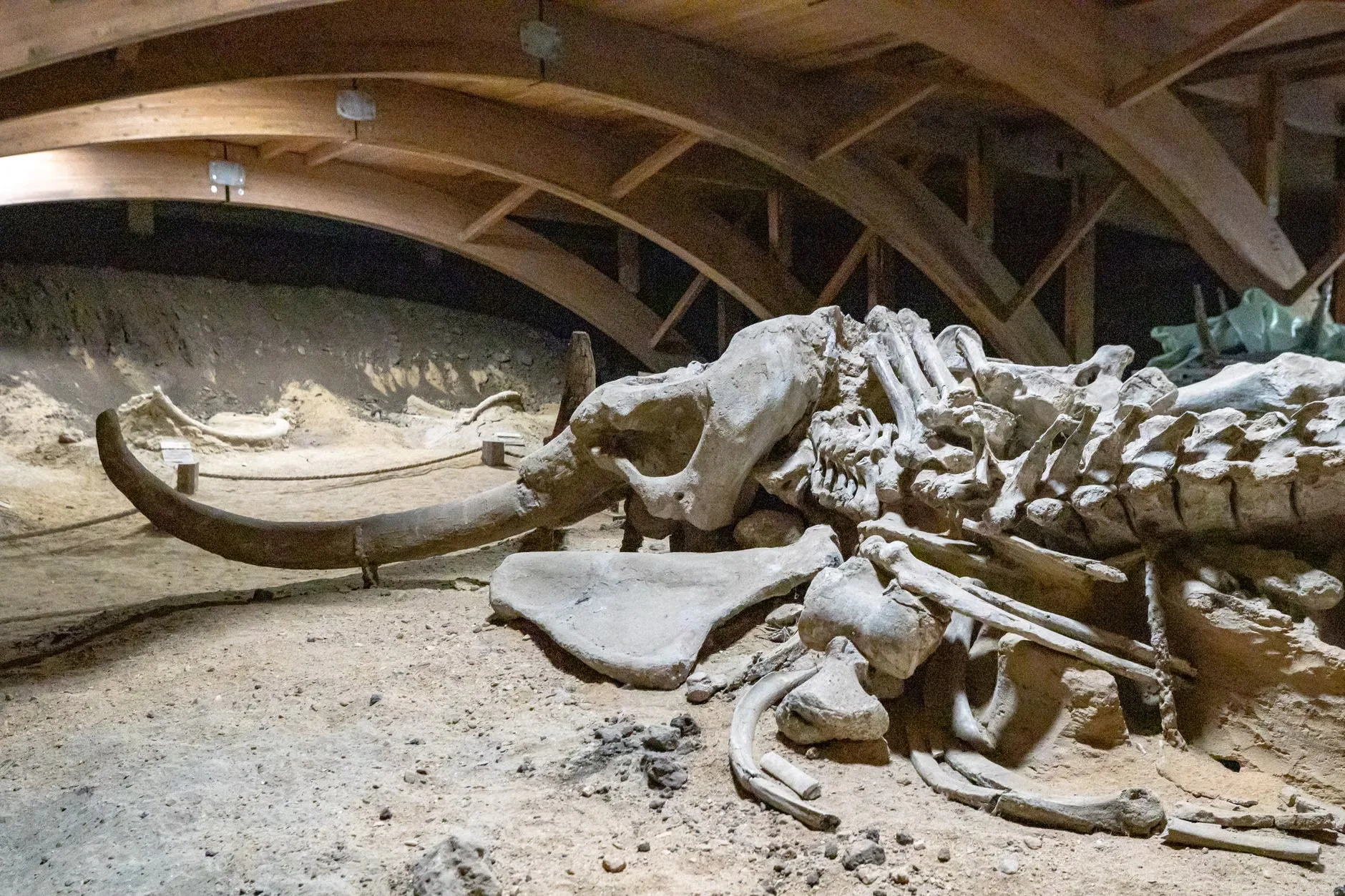 Dinosaurs Live!
