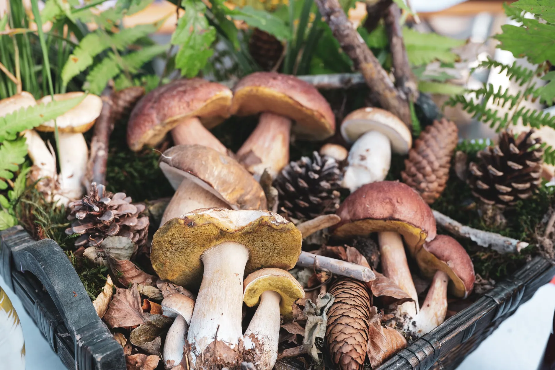 Flavour-Led Foraging Walk, History & Folklore - FUNGI FOCUSED at The Grange Hampshire