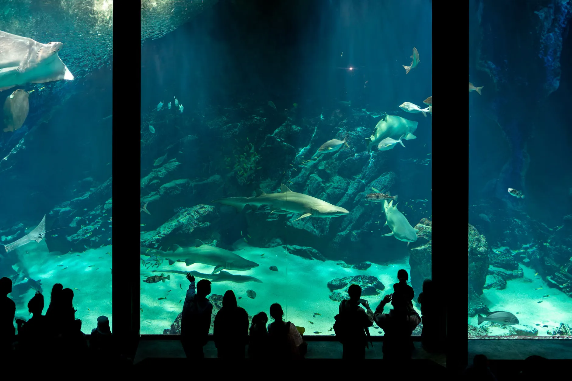 Sea Life London - Standard Entry