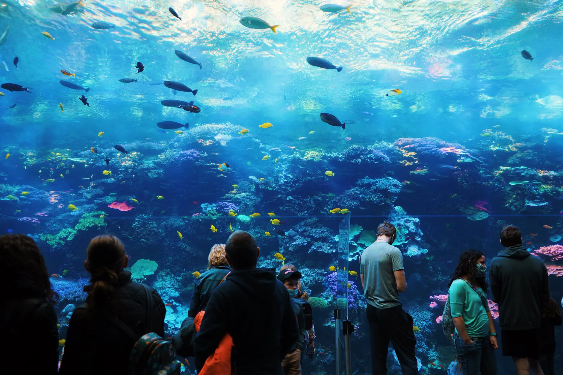 Sea Life London - Standard Entry