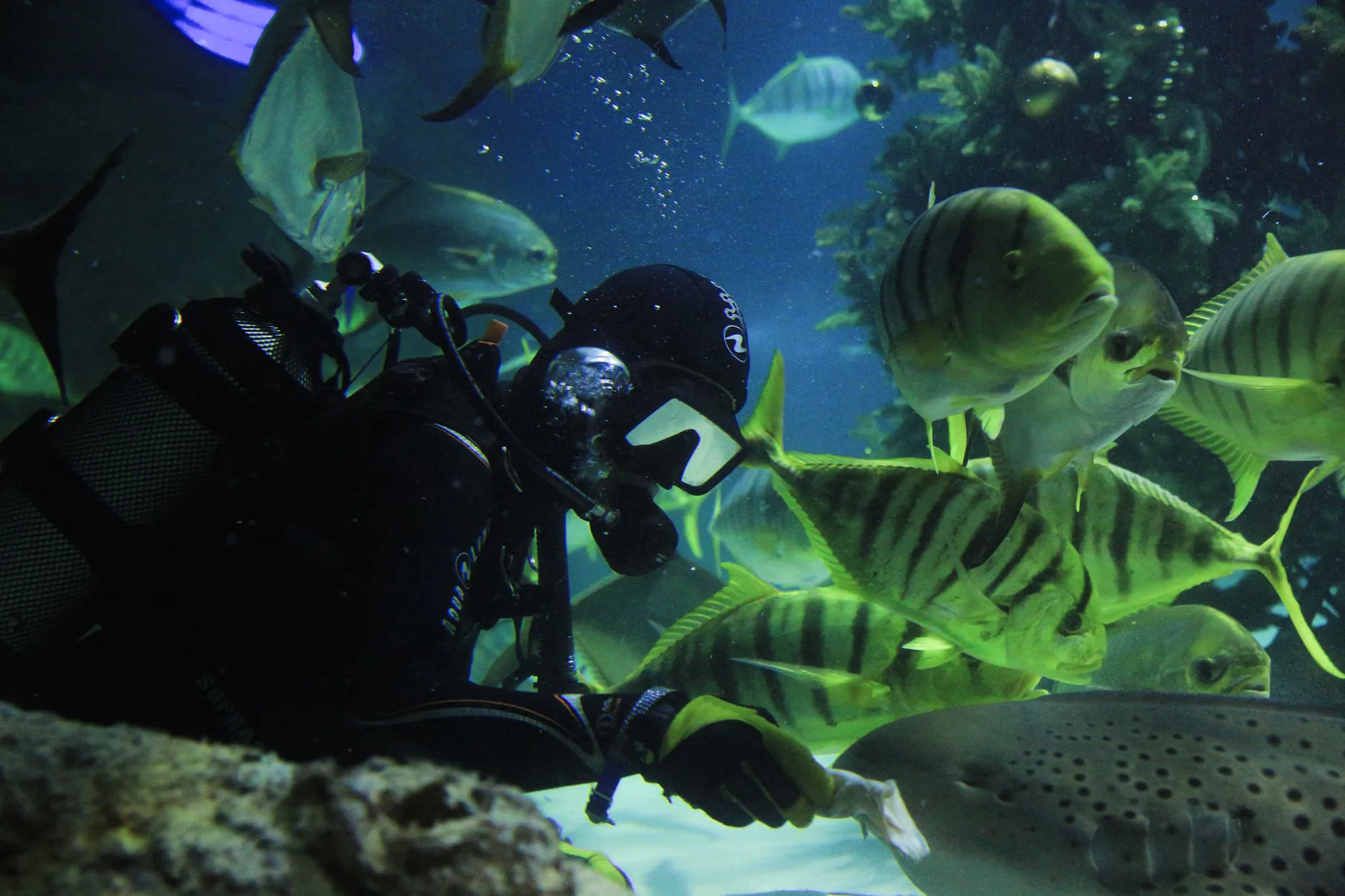 Sea Life London - Standard Entry