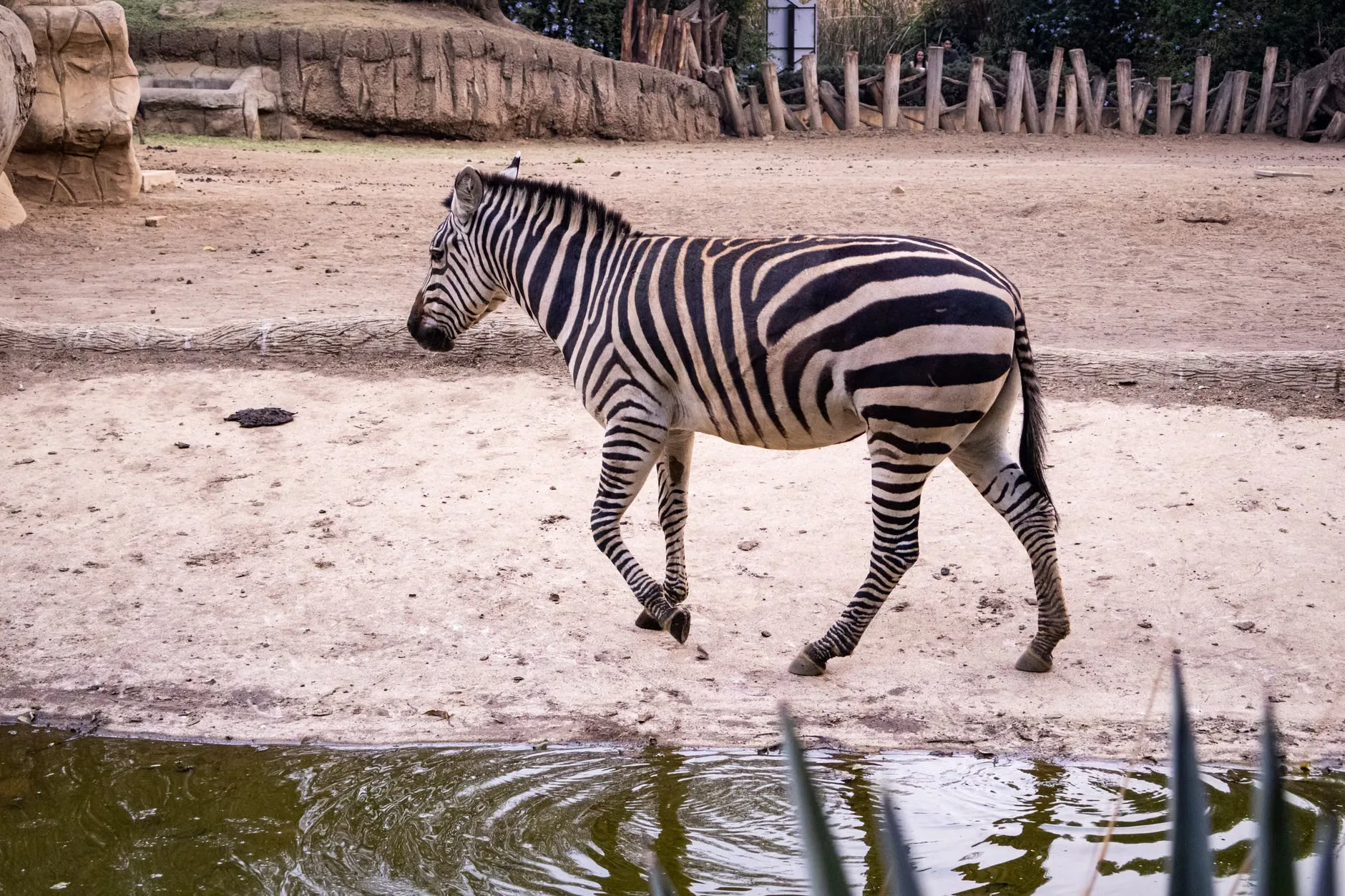 FREE EVENT – Chester Christmas Showcase – Chester Zoo