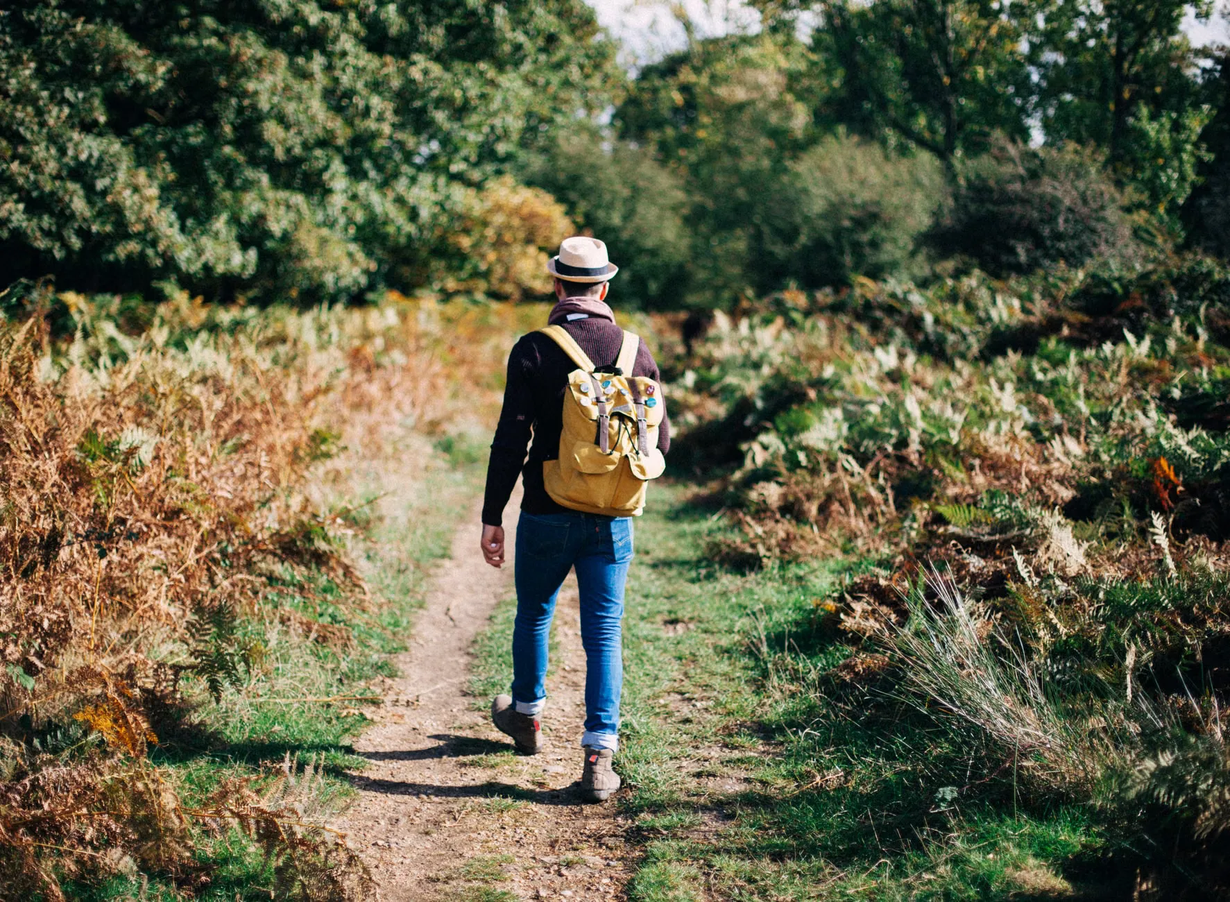 Free Bookable Guided Walks at Alderley Edge at Alderley Edge and Cheshire Countryside