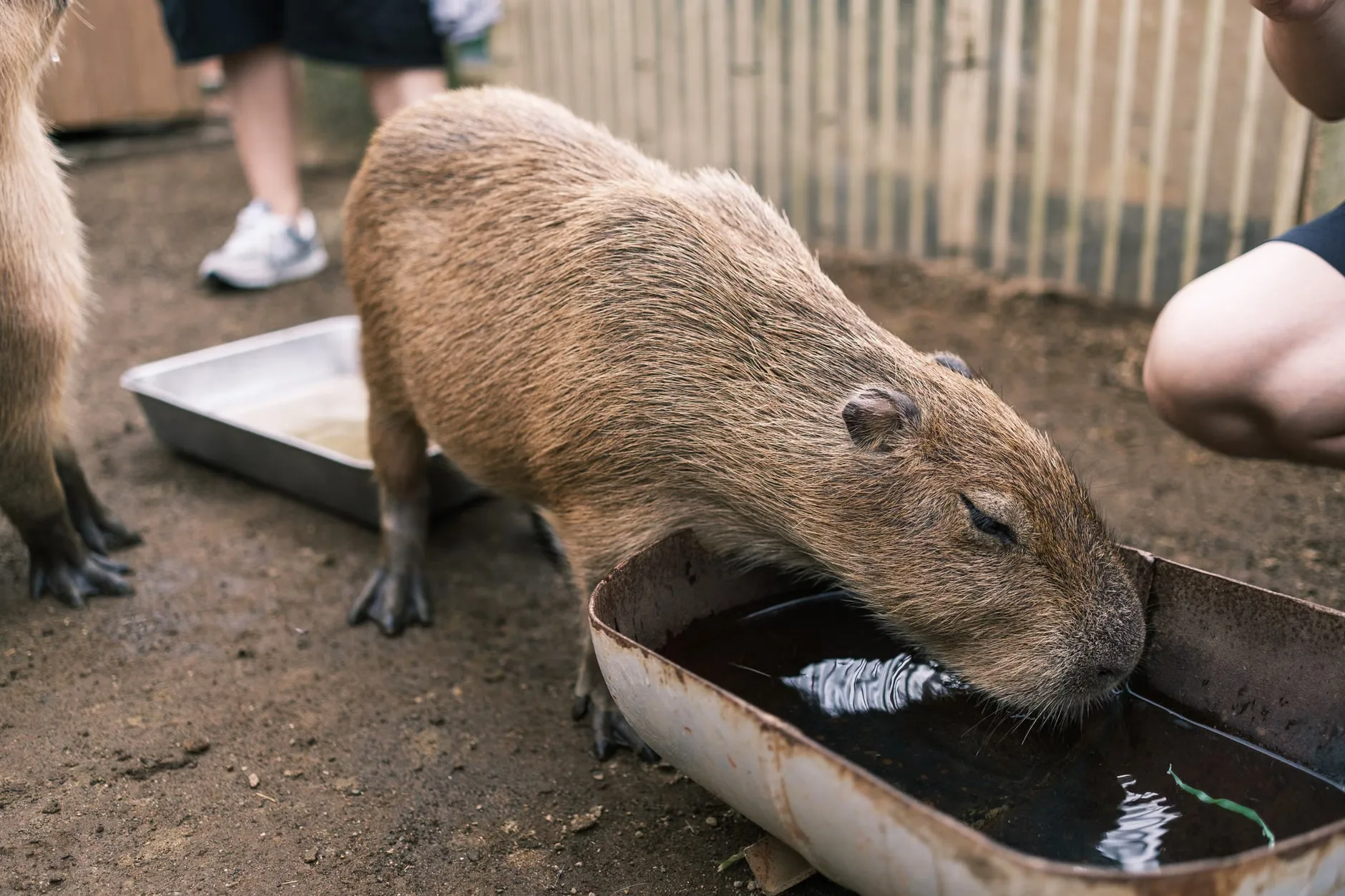 Winter Explorers at Edinburgh Zoo