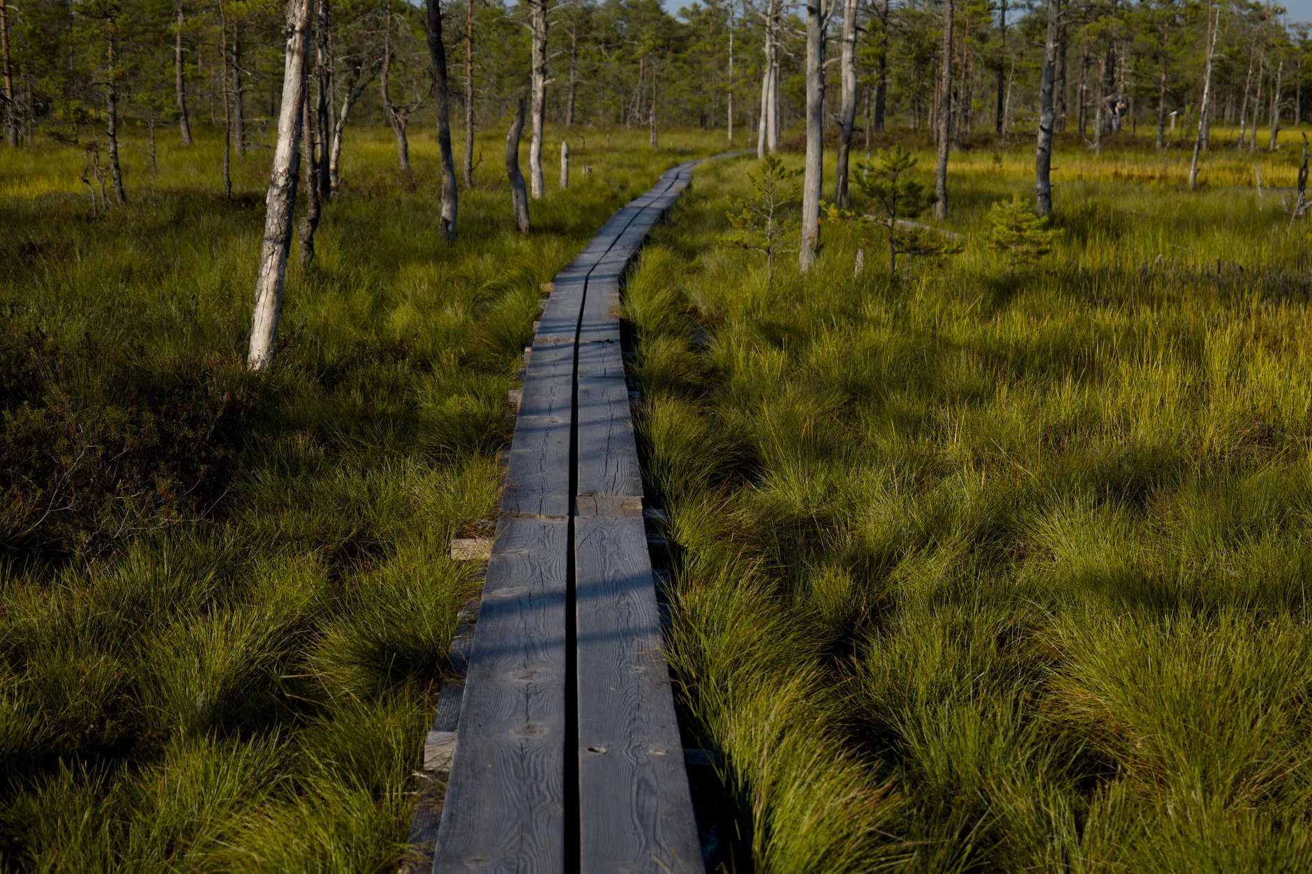 BioBlitz: Botany at Gight Wood at Gight Wood Wildlife Reserve