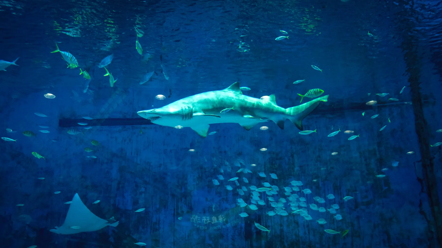 Sea Life London - Standard Entry