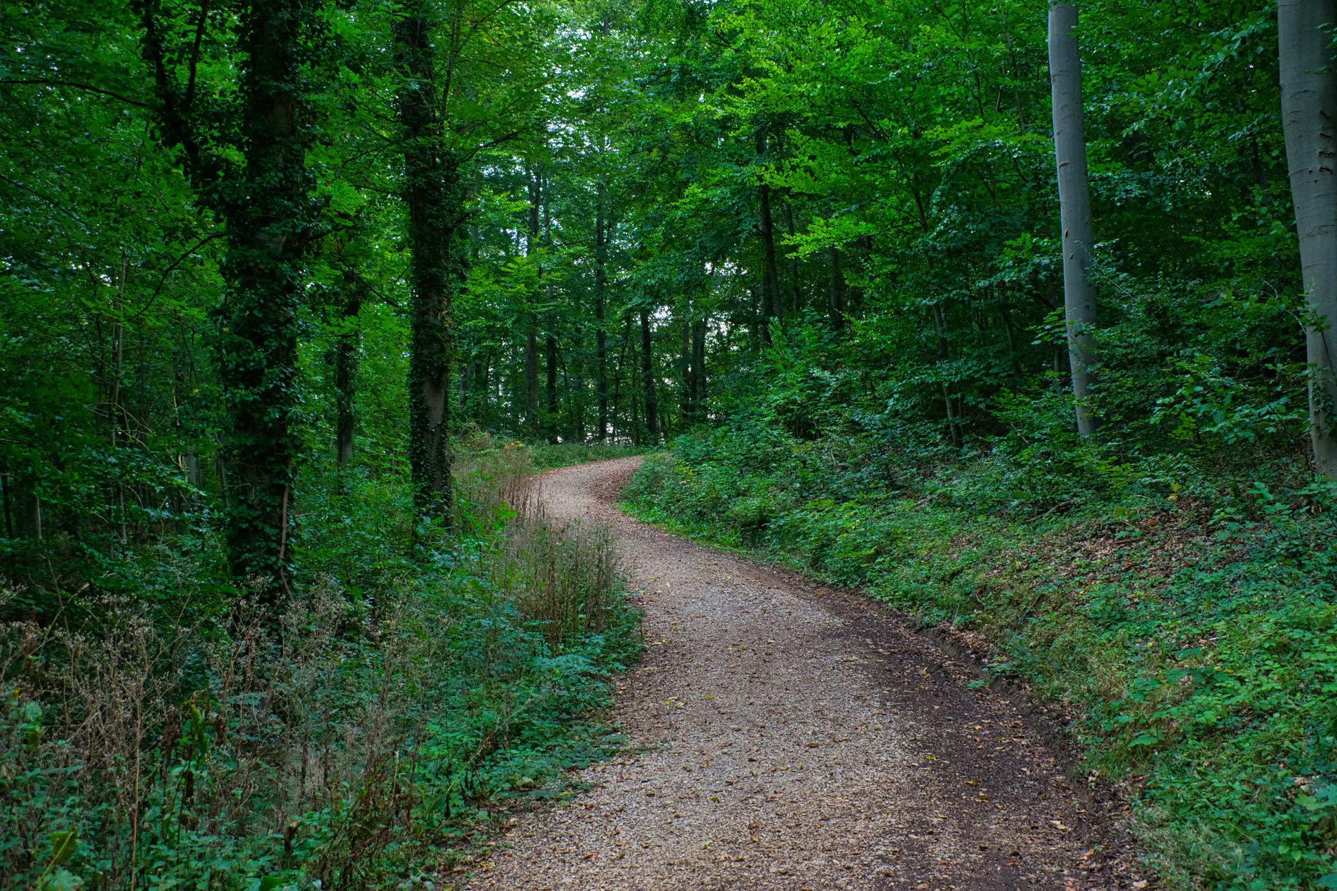 Guided bat walks at Stackpole Estate at Stackpole Estate