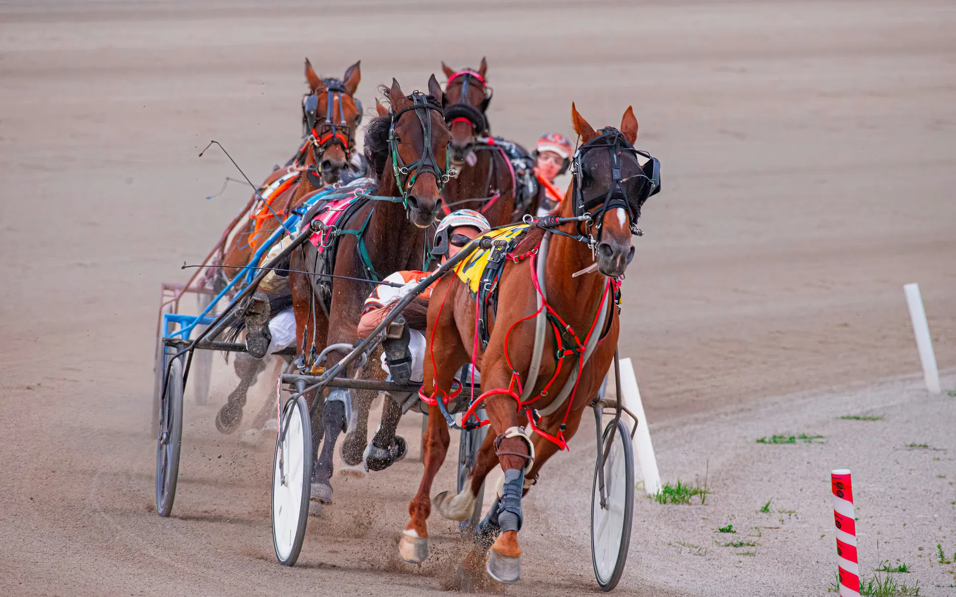 Autumn Floodlit Racing - Newcastle Racecourse at Newcastle Racecourse