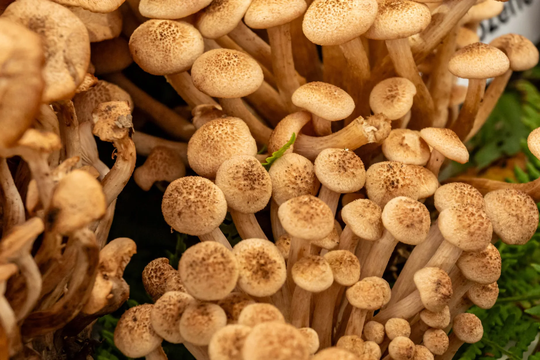 Family Friendly Foraging Course at Evenley Wood Garden