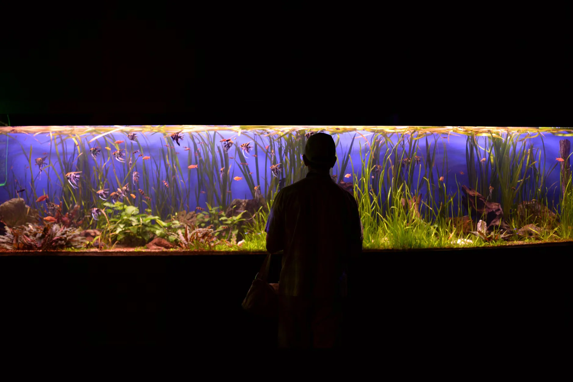Sea Life Birmingham + Legoland Discovery Centre Birmingham at Sea Life