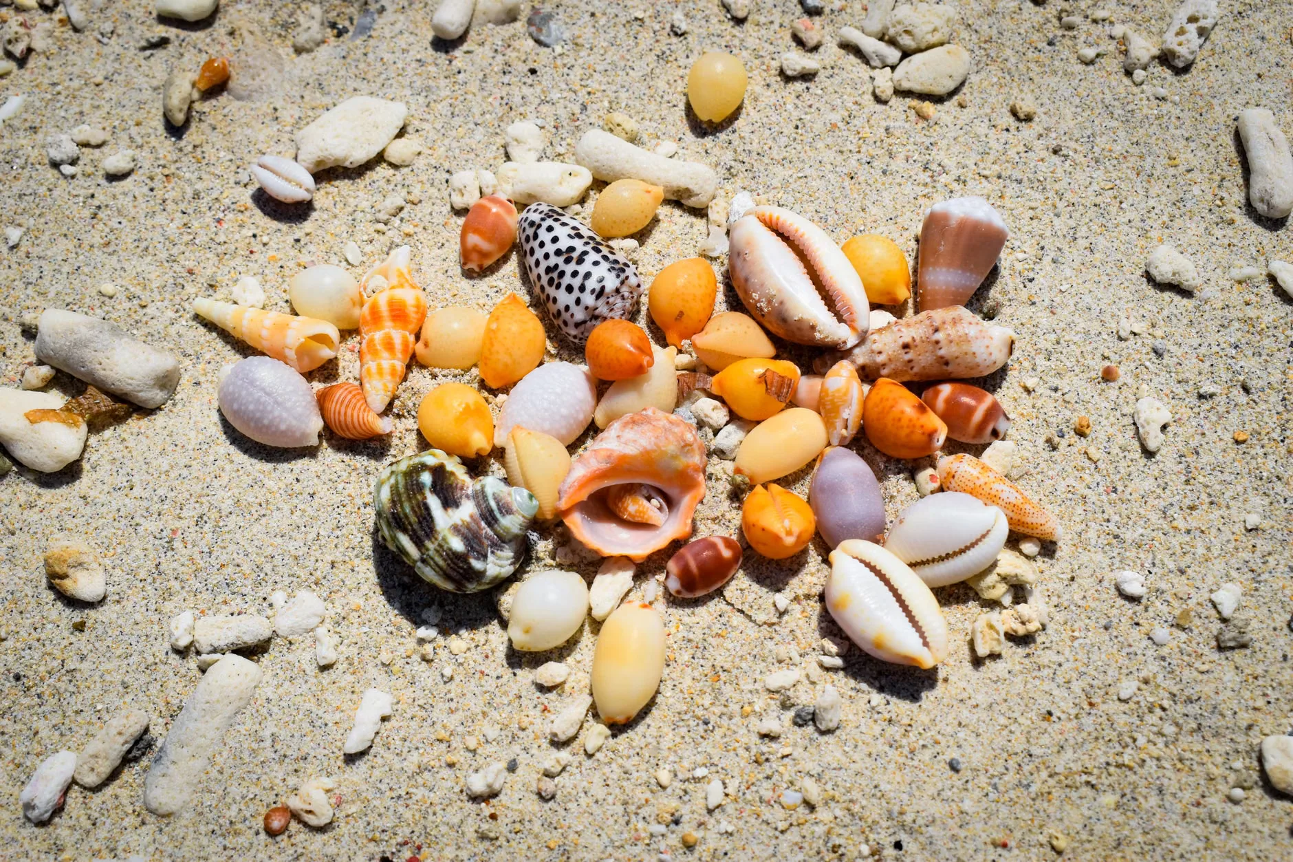 Summer of Play: Mini Treasure Hunt with Spunch! at Lyme