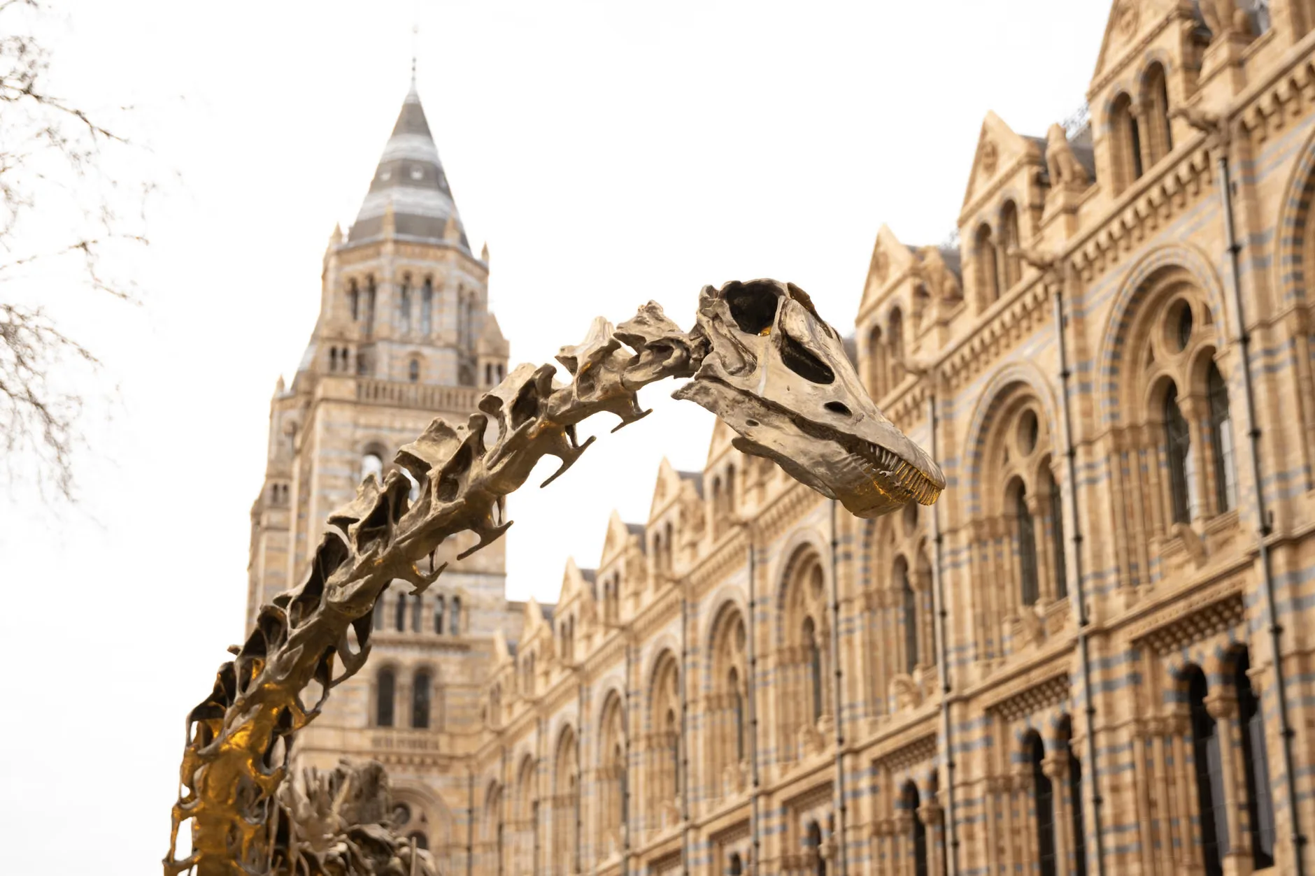 Animal Tails: Fossil Fun